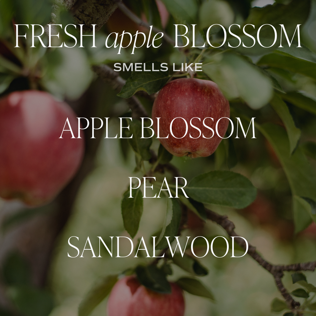 Fresh Apple Blossom Soy Candle