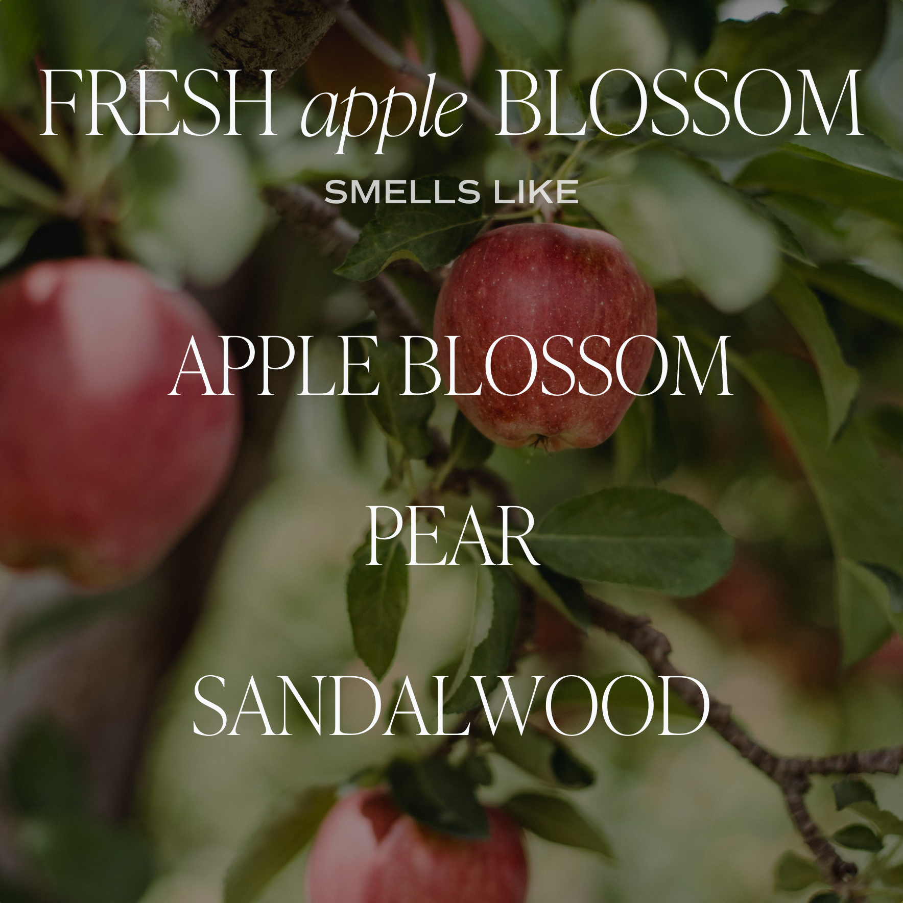 Fresh Apple Blossom Soy Candle
